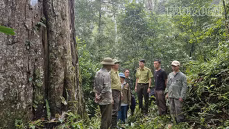 Rừng nghiến cổ thụ Sín Chải ẩn mình giữa đại ngàn