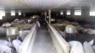 Triển khai đồng bộ, quyết liệt các biện pháp phòng, chống bệnh dịch tả lợn châu Phi