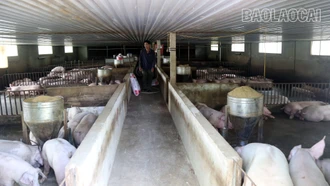 Triển khai đồng bộ, quyết liệt các biện pháp phòng, chống bệnh dịch tả lợn châu Phi