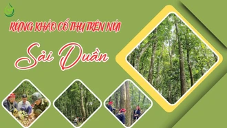 Rừng kháo cổ thụ trên núi Sải Duần