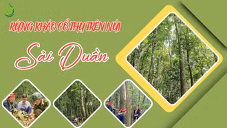 Rừng kháo cổ thụ trên núi Sải Duần