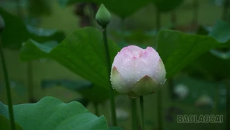 [ẢNH] Ngát thơm hương sen giữa lòng thành phố 