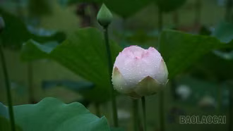 [Ảnh] Ngát thơm hương sen giữa lòng thành phố 