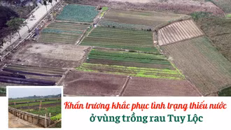 Khẩn trương khắc phục tình trạng thiếu nước ở vùng trồng rau Tuy Lộc