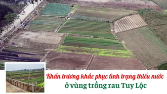 Khẩn trương khắc phục tình trạng thiếu nước ở vùng trồng rau Tuy Lộc