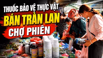 Thuốc bảo vệ thực vật, thuốc tân dược tràn lan giữa chợ phiên 