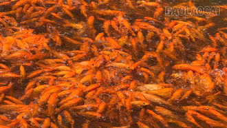 Người nuôi cá chép “ông Công, ông Táo” hối hả vào vụ