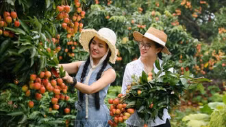 Hút khách du lịch mùa vải thiều