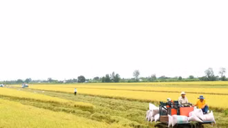 Làm gì để định vị gạo Việt trước kỷ nguyên mới?