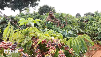 Việt Nam đề xuất Hoa Kỳ miễn trừ thuế đối với một số nhóm hàng nông sản