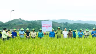 Văn Bàn nỗ lực giảm nghèo