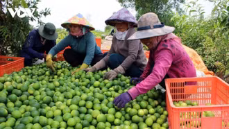 Trung Quốc vẫn là thị trường xuất khẩu rau quả lớn nhất của Việt Nam