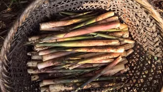 Thơm ngon "chồi rừng" vùng Tây Bắc