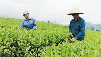 Bảo Thắng phát triển bền vững ngành chè