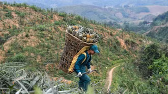 XÂY NHÀ MÁY DỨA Ở HUYỆN VÙNG CAO NGHÈO NHẤT NƯỚC