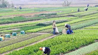 Việt Nam sản xuất hơn 120 loại rau có nguồn gốc nhiệt đới, cận nhiệt đới và ôn đới