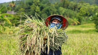 Đa lợi ích từ mô hình “trồng lúa xanh”