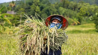 Đa lợi ích từ mô hình “trồng lúa xanh”