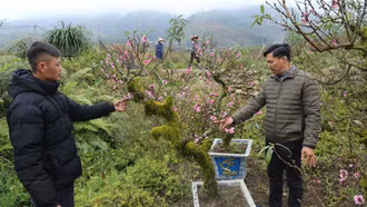 Rực sắc hoa đào sớm