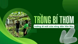 Trồng bí thơm - hướng đi mới của nông dân Văn Bàn