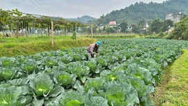 Nông dân Làng Quang nỗ lực vượt khó sau mưa lũ