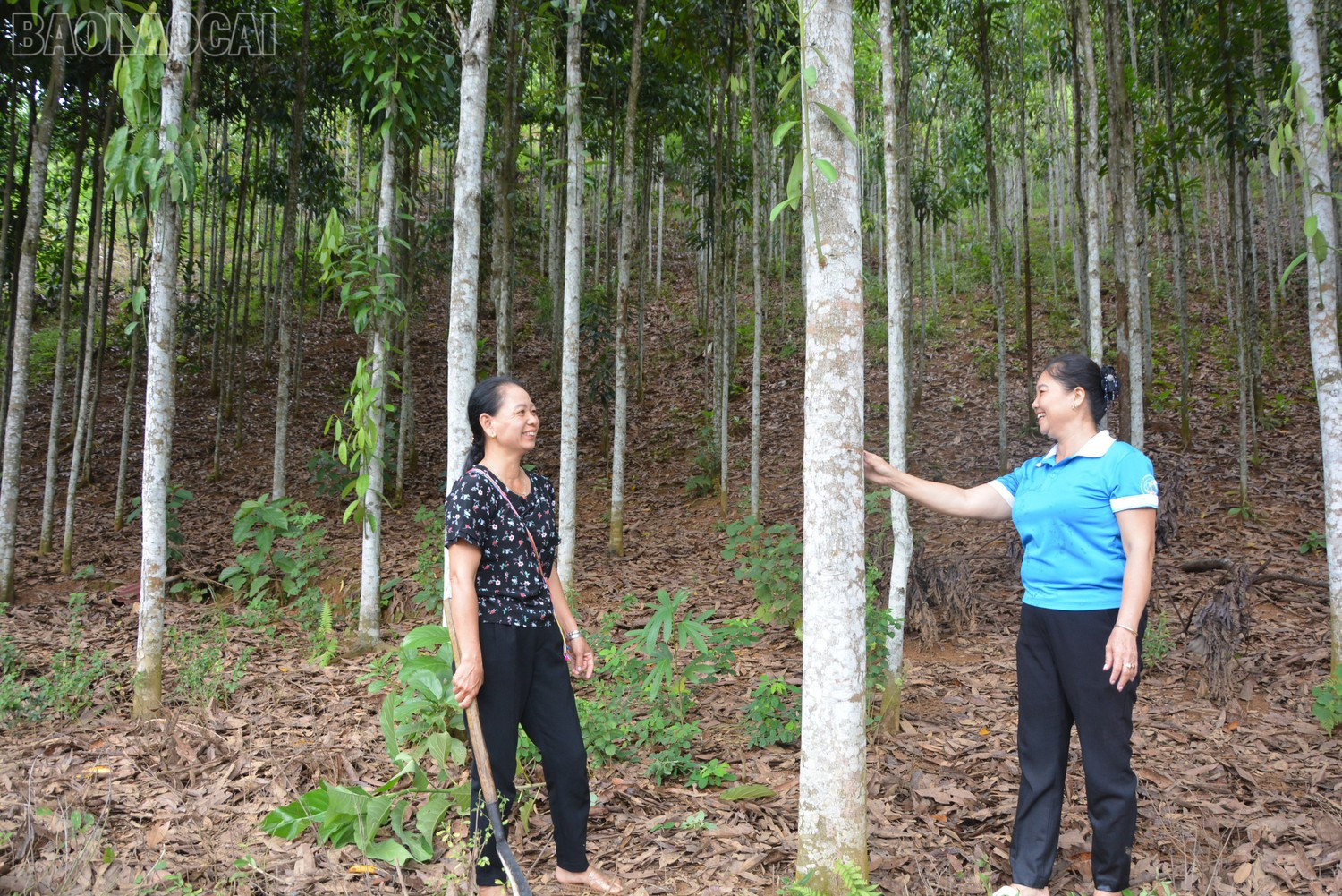 Trong khuôn khổ dự án, các cấp hội triển khai nhiều hoạt động nhằm nâng cao quyền năng kinh tế cho phụ nữ. baolaocai-tl_image.jpg