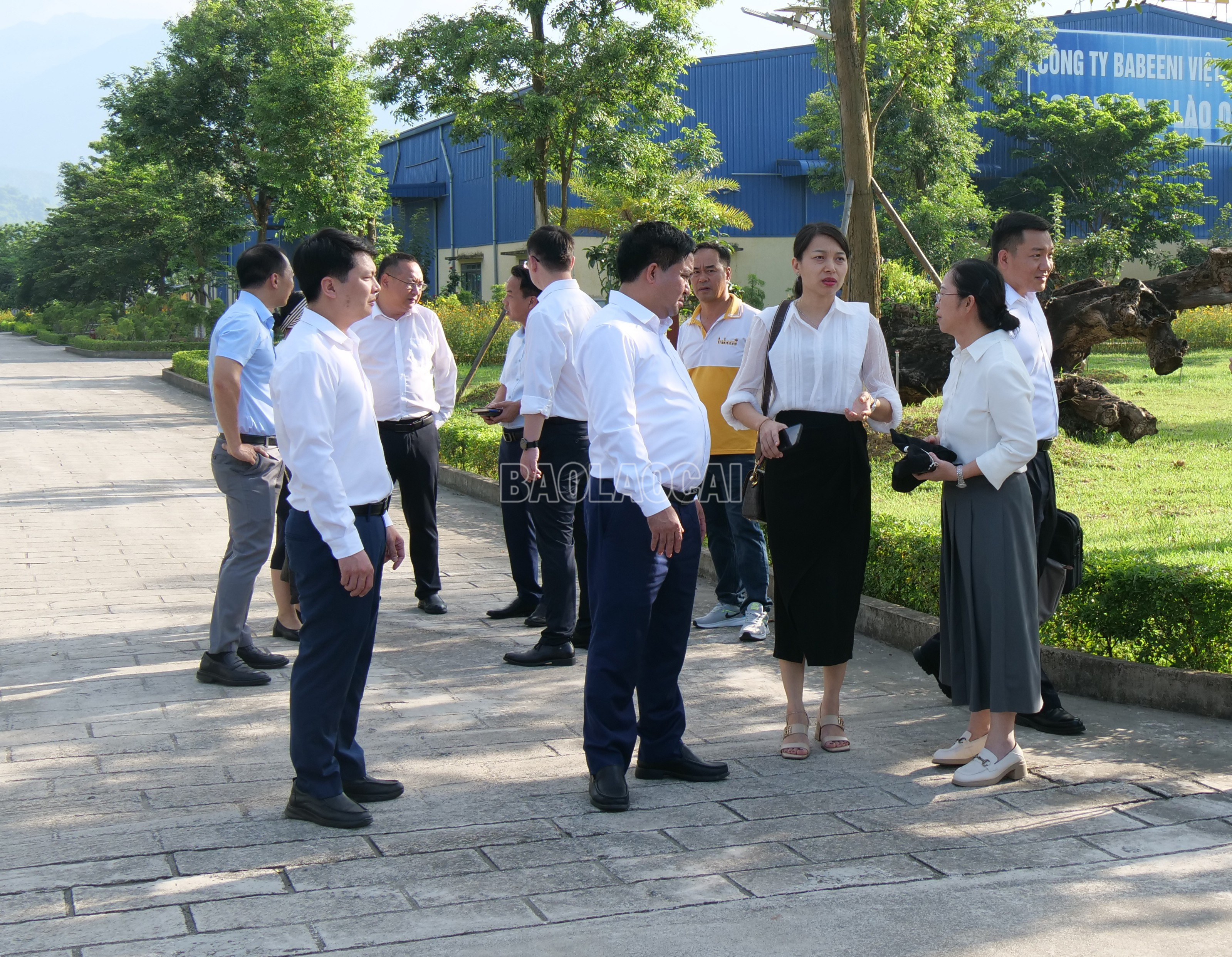baolaocai-c_p1152433-1.jpg