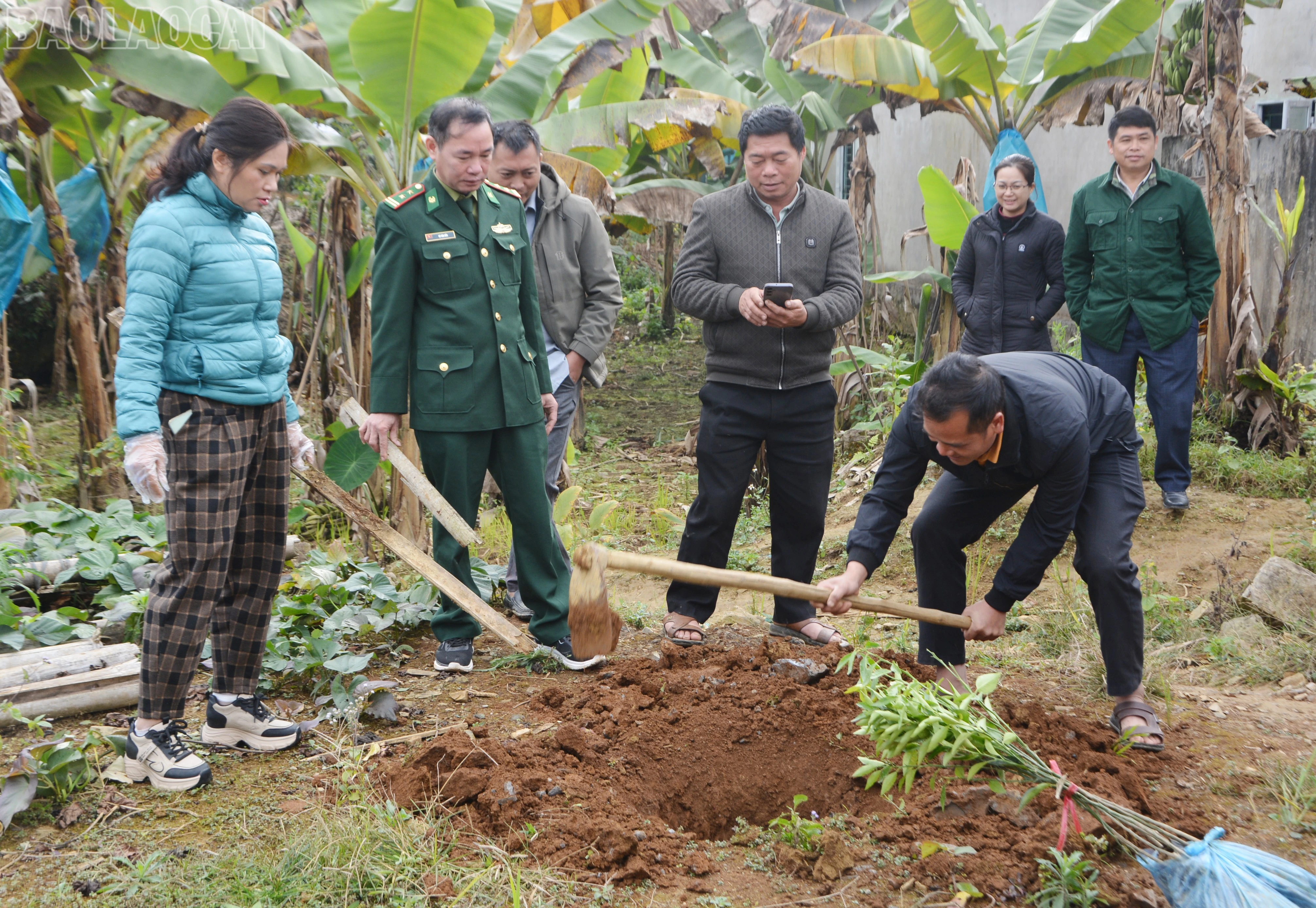 baolaocai-tl_dsc-0184.jpg
