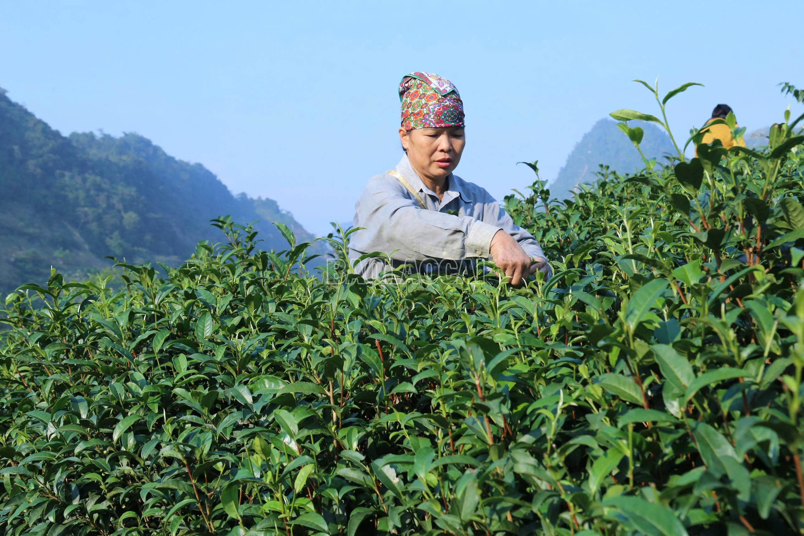 baolaocai-c_z7069490236621-a703141ce20051ef9f8202afa7b6d99e.jpg