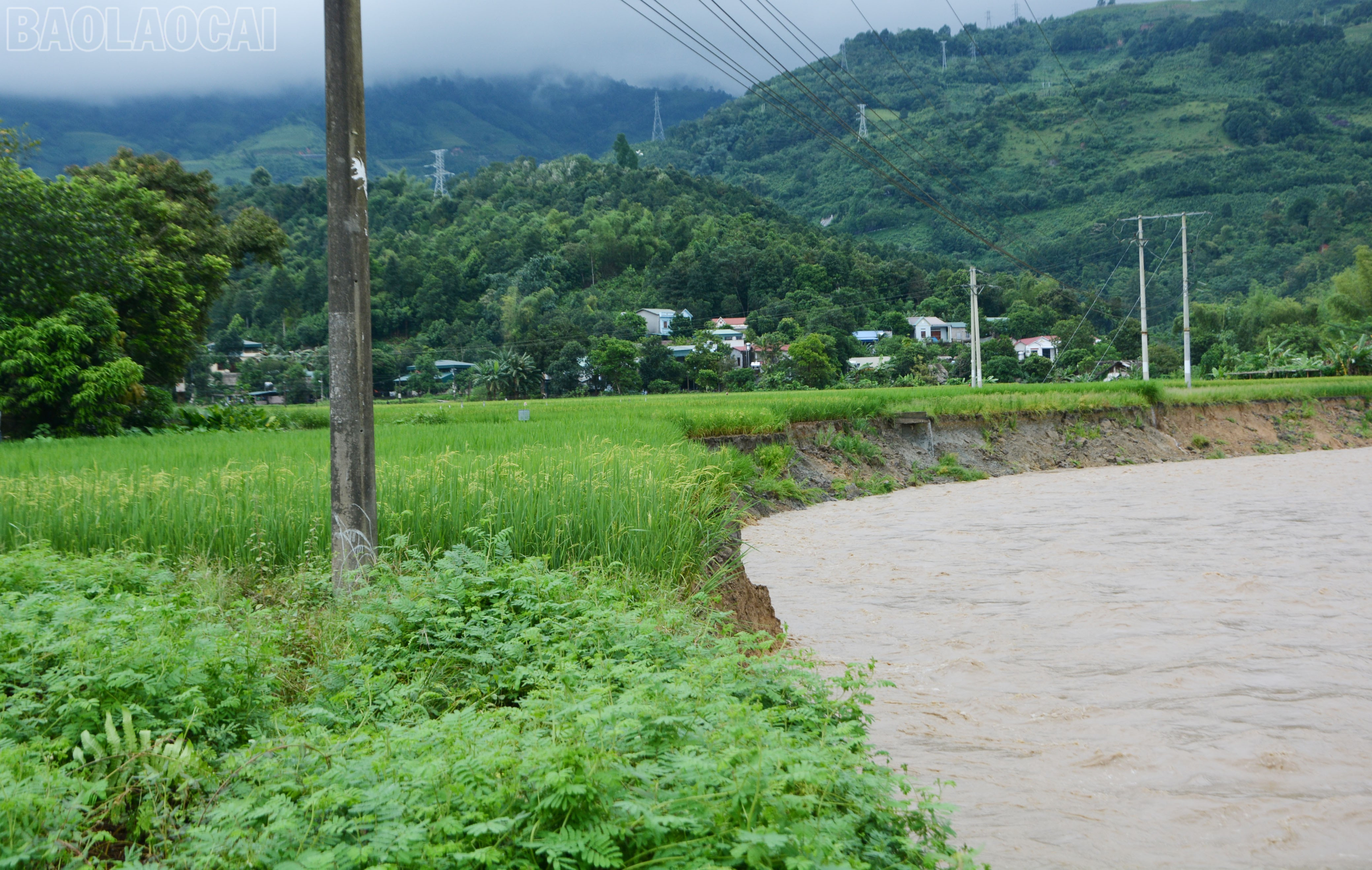 baolaocai-tl_dsc-8888.jpg
