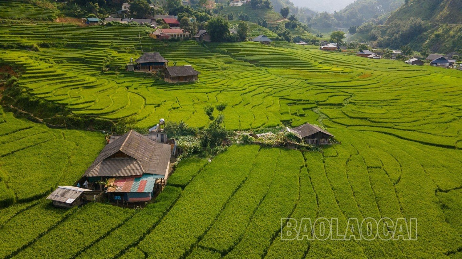 Bản làng thanh bình bên cánh đồng no ấm. z4525708325302_4fe8c945b43df617d25814330c3f1d7b.jpg