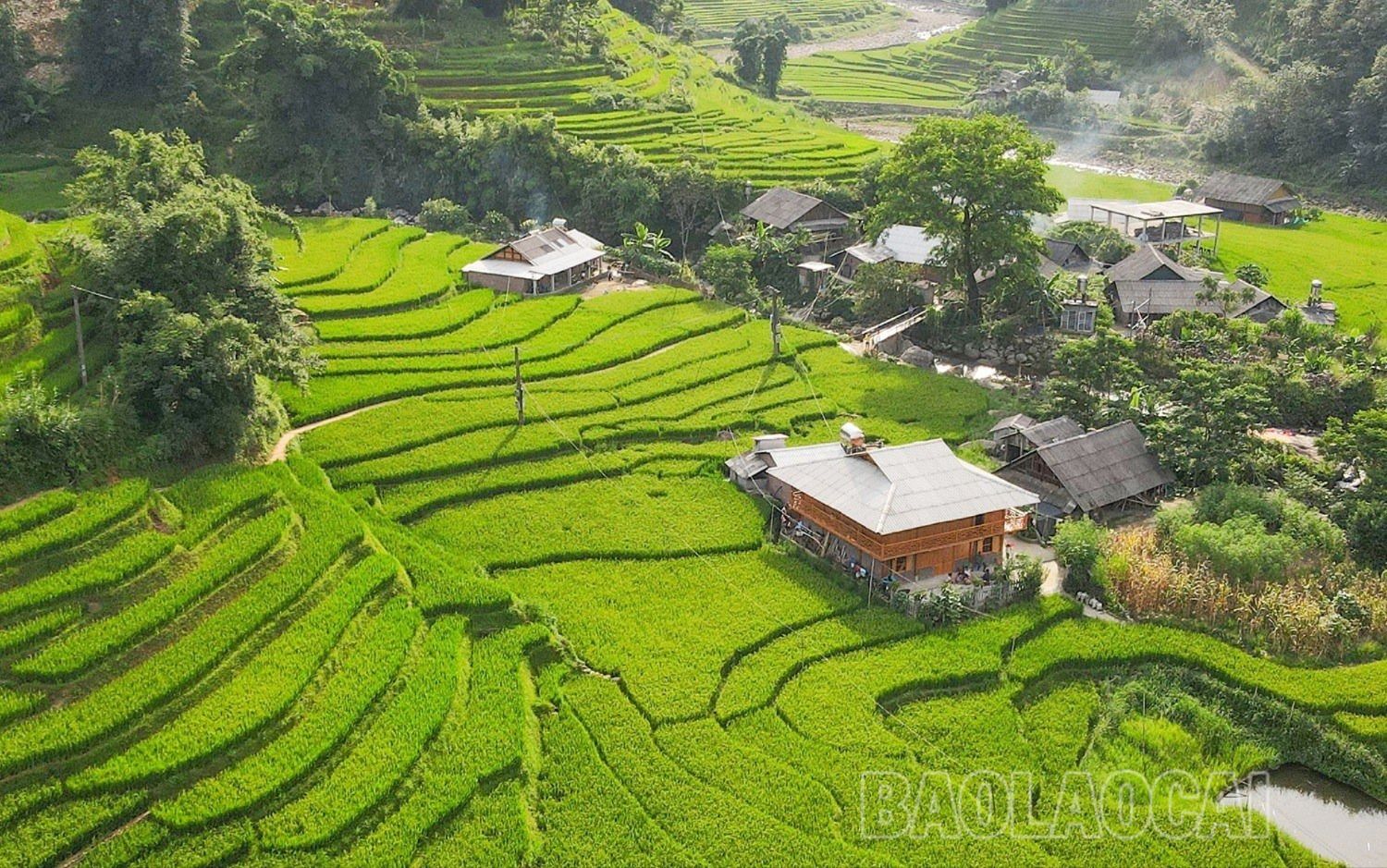 Do địa hình đồi núi dốc, mặt bằng ít nên lúa được tận dụng trồng đến tận cửa nhà. z4525708259851_c81b015cf2874f67657c3763cc9d4528.jpg
