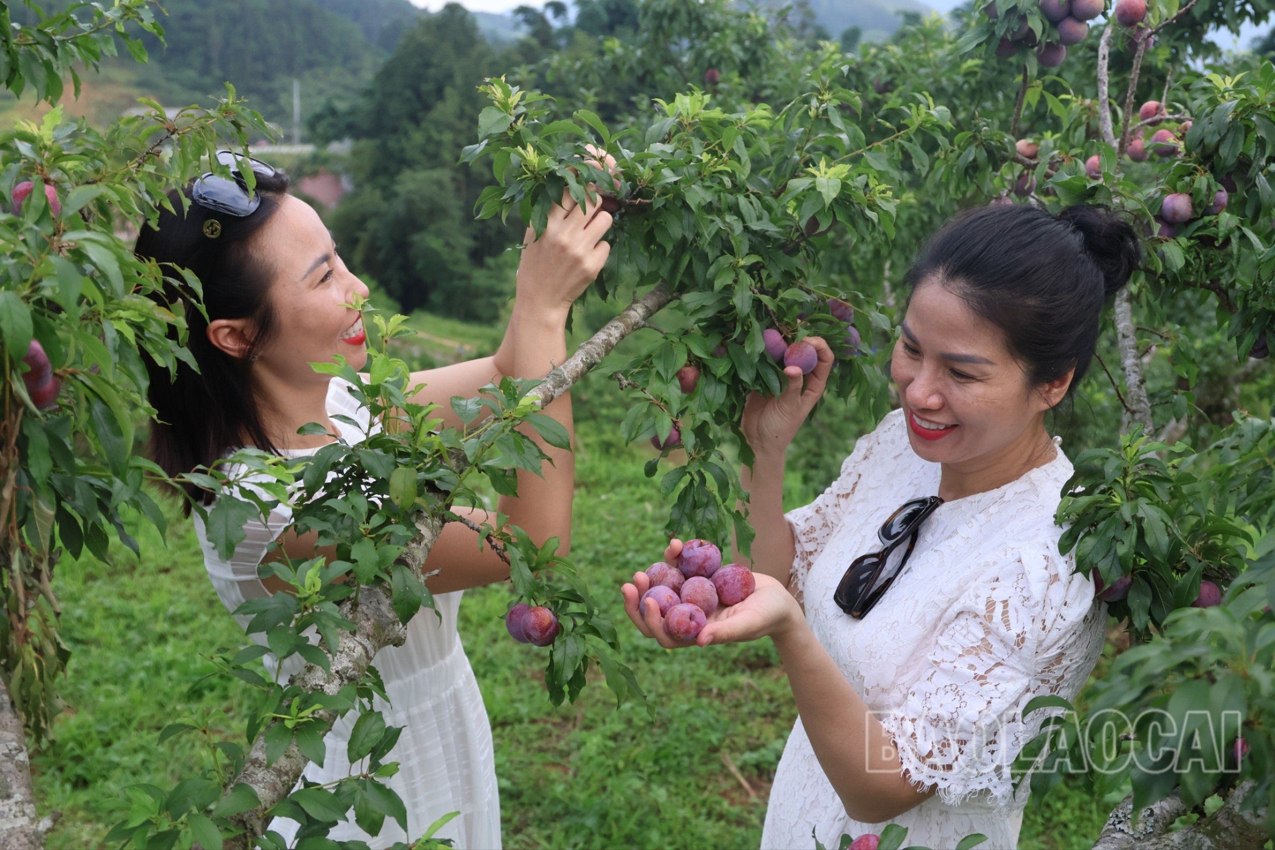 Đến Bắc Hà dịp này, du khách rất thích thú khi được tham quan và tự tay hái những quả chín mọng tại vườn. z5497939840631_6011a079944c703e90eea17287cb2c1b.jpg