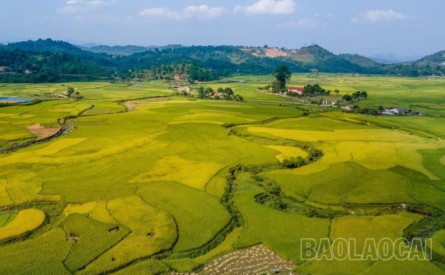 Vùng ngoại ô thanh bình, no ấm trong mùa "vàng". 9b.jpg