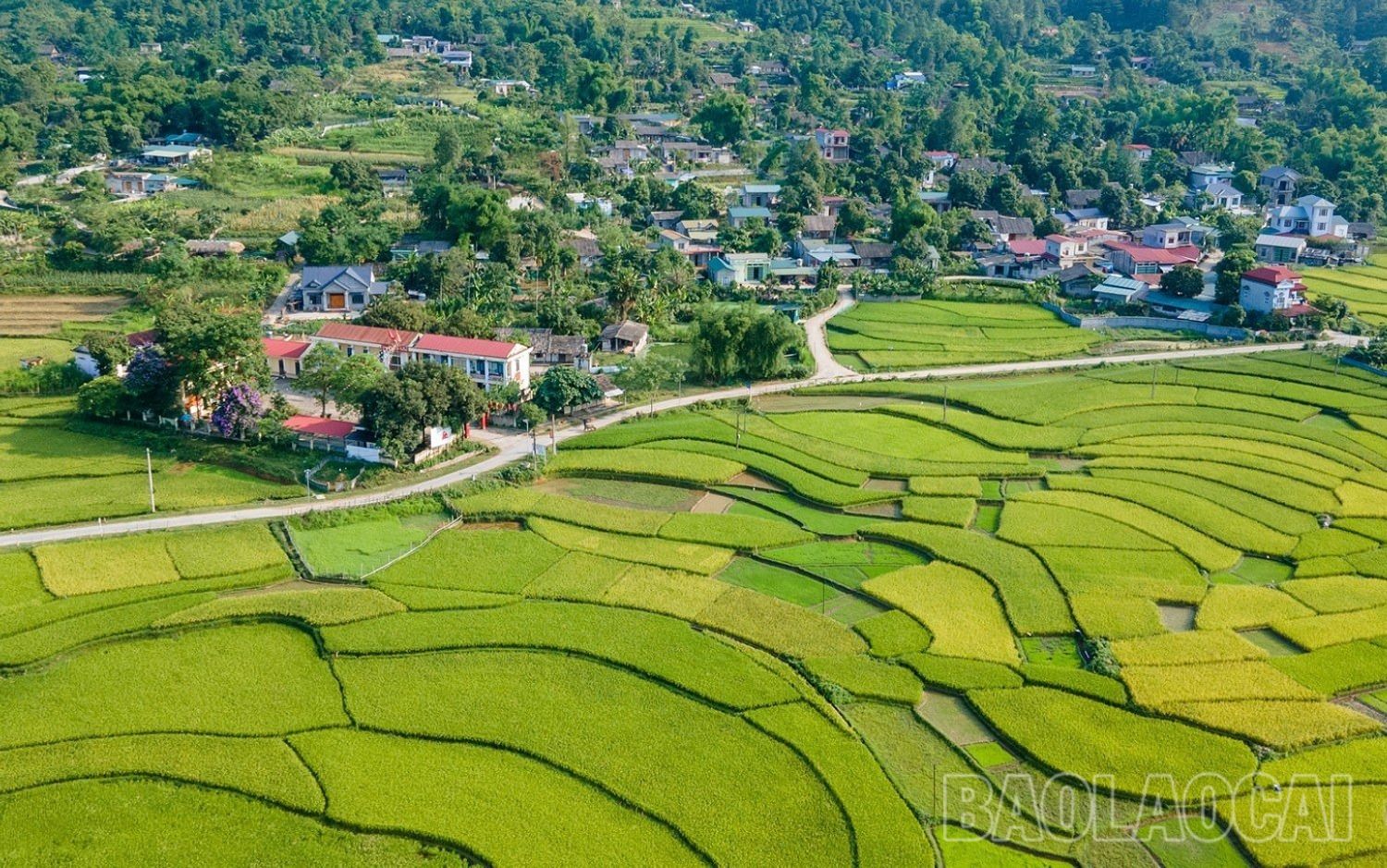 Những bản làng người Tày, Giáy, Xá Phó tươi mới hơn trong sắc lúa vàng. 6b.jpg
