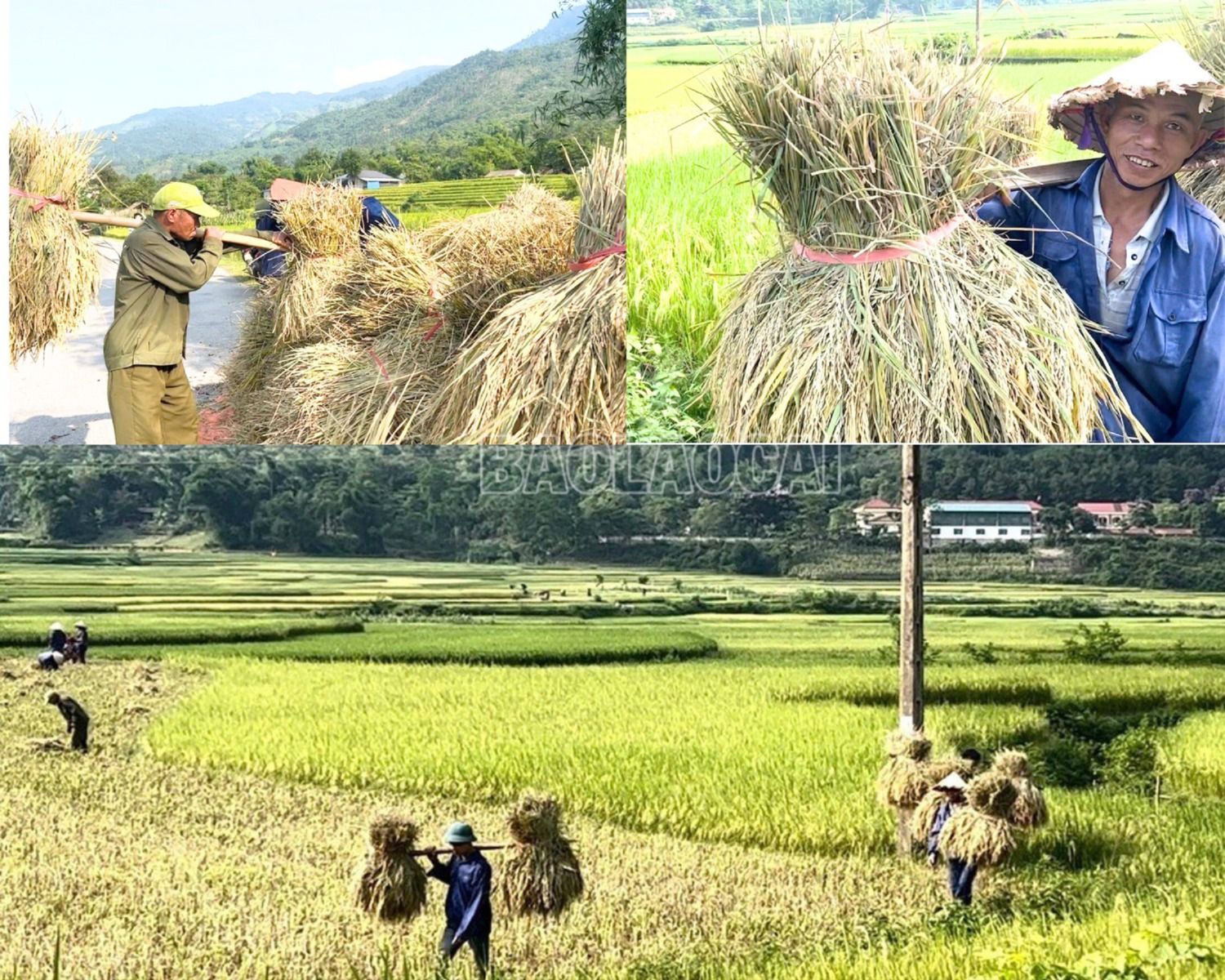 Tranh thủ ngày nắng đẹp, bà con thu hái "hạt ngọc trời". 1222.jpg