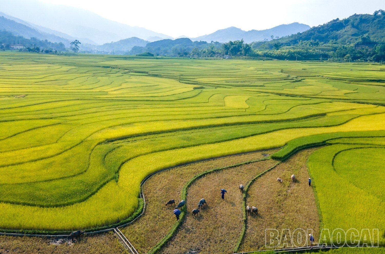 Bức tranh thiên nhiên độc đáo với những gam màu nổi bật của cánh đồng mùa gặt. 8b.jpg