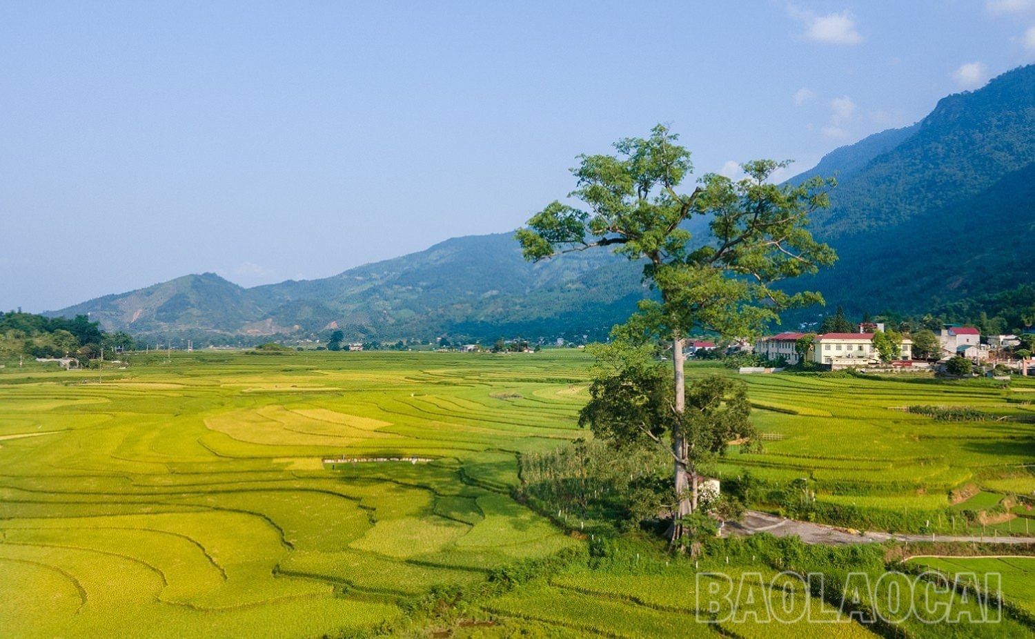 Các ruộng lúa đã ngả vàng, chờ người nhanh tay hái. 4b.jpg