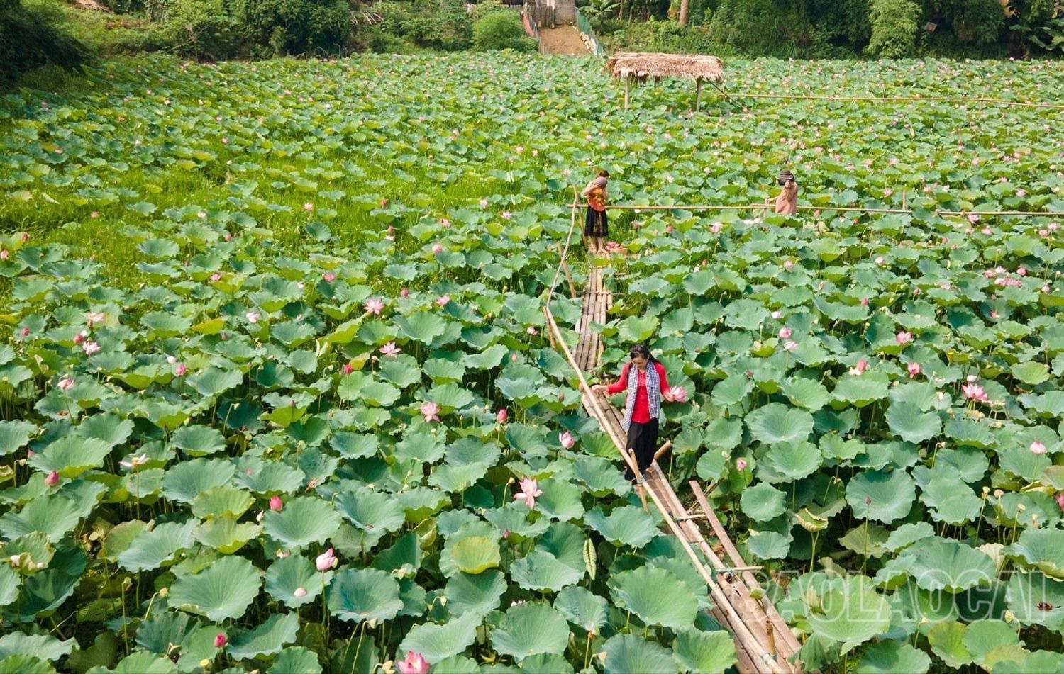 Sắc sen dịu dàng, hương sen thơm nồng ở các nhà vườn mời gọi bước chân du khách. 2.jpg