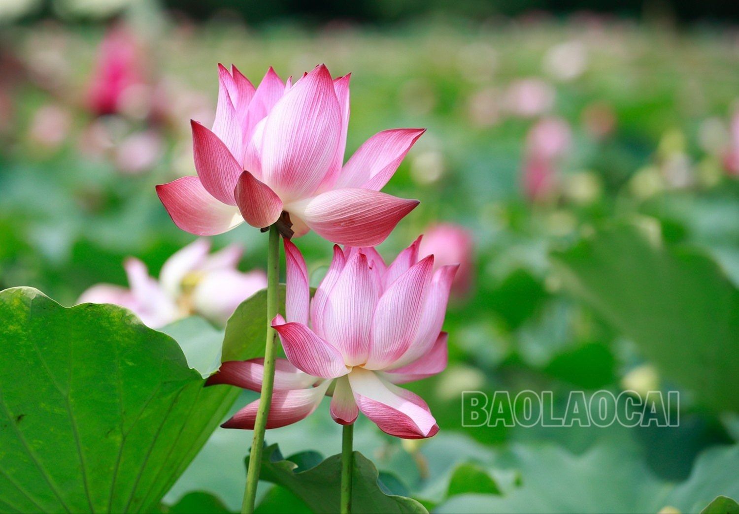 Sen ở Lào Cai chủ yếu là sen hồng với sắc màu tươi tắn. z4462132169217_faf42d88423dc7baca005f1001ef63d3.jpg