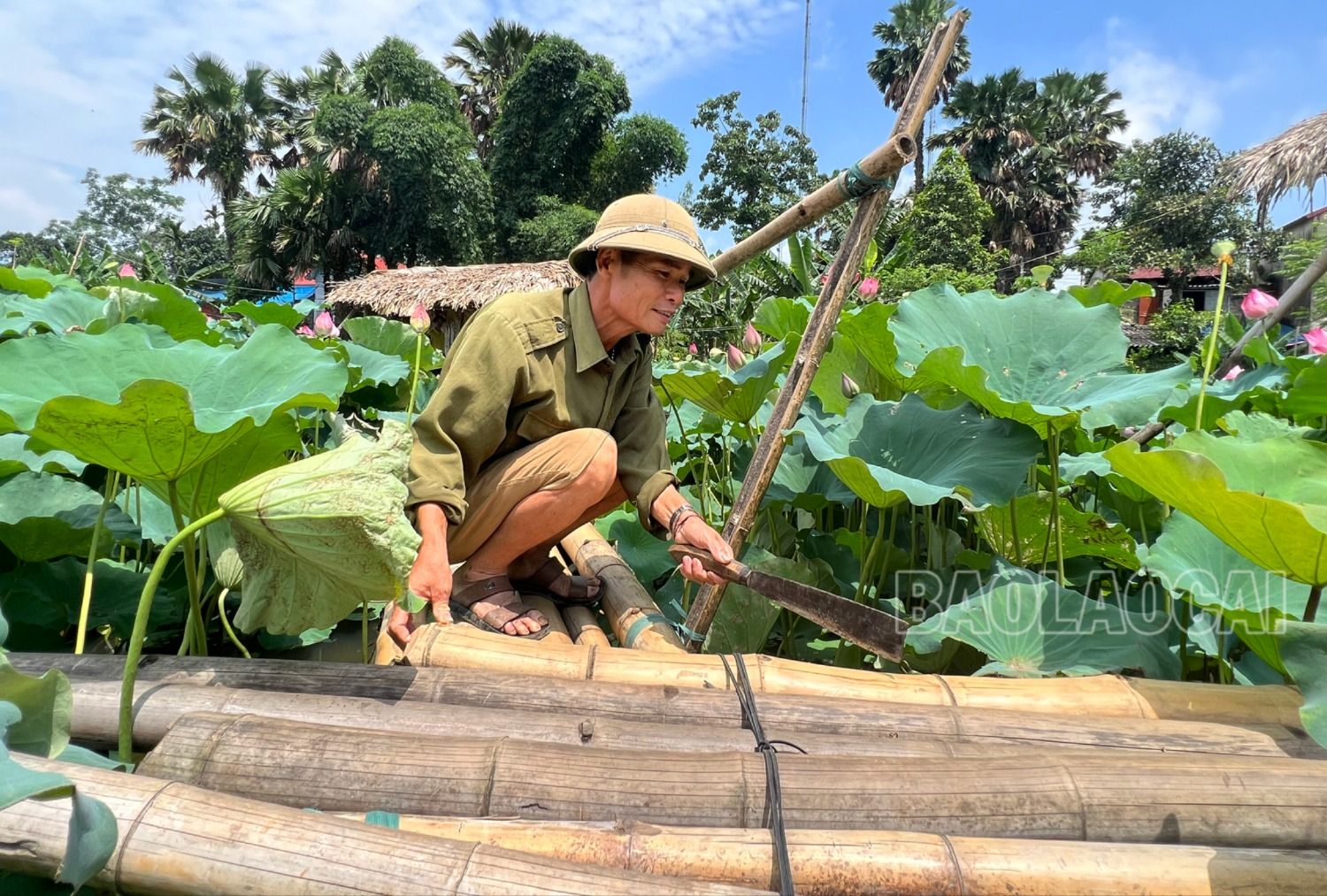 Chủ đầm sen ở xã Võ Lao (huyện Văn Bàn) làm chòi ngắm, đường đi ra giữa đầm sen để phục vụ nhu cầu chụp ảnh cùng sen của du khách. 6.jpg
