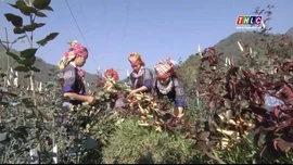 "HOA NÚI" NỞ TRONG KỶ NGUYÊN SỐ