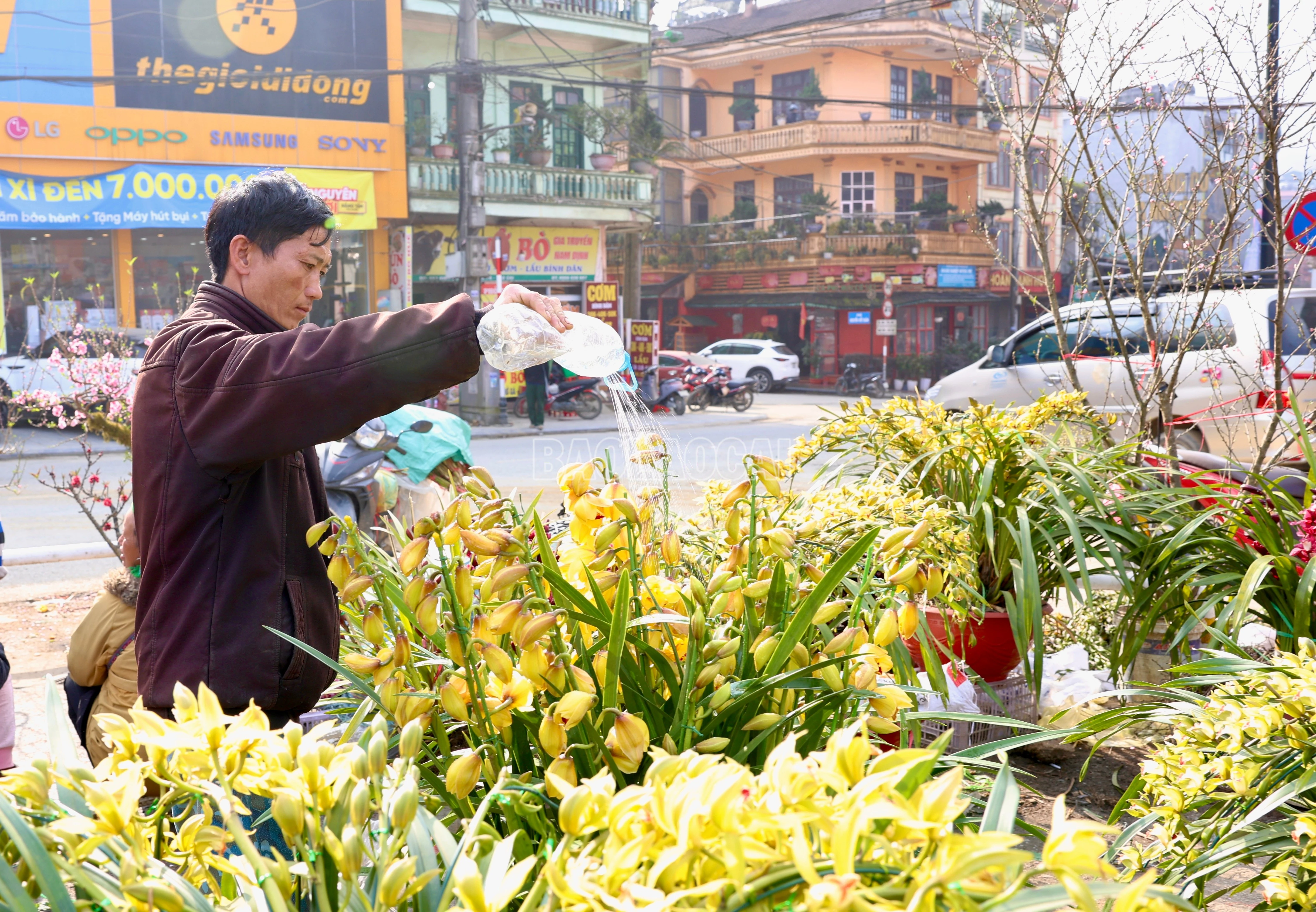 baolaocai-c_900a2613.jpg