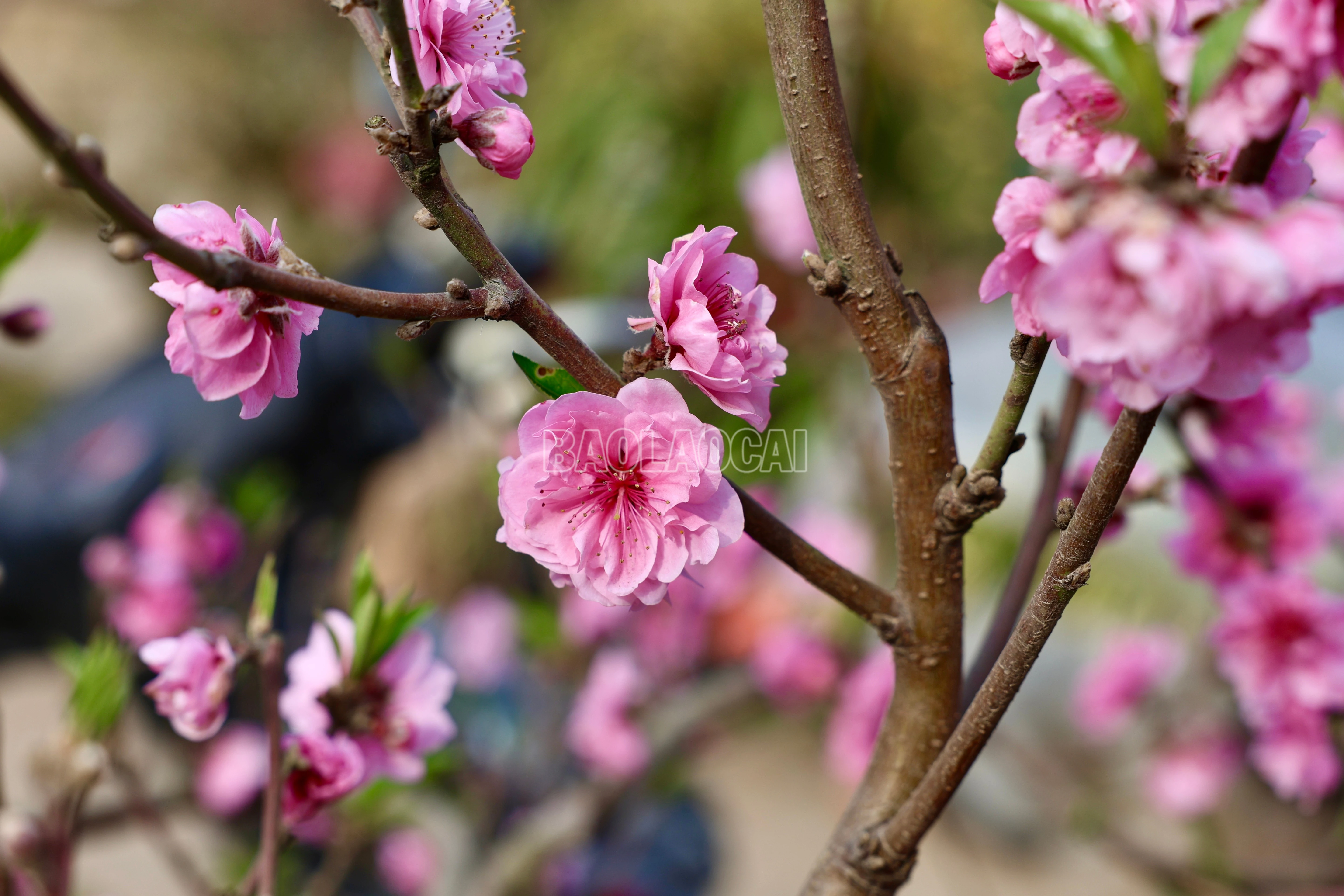 baolaocai-c_900a2636.jpg