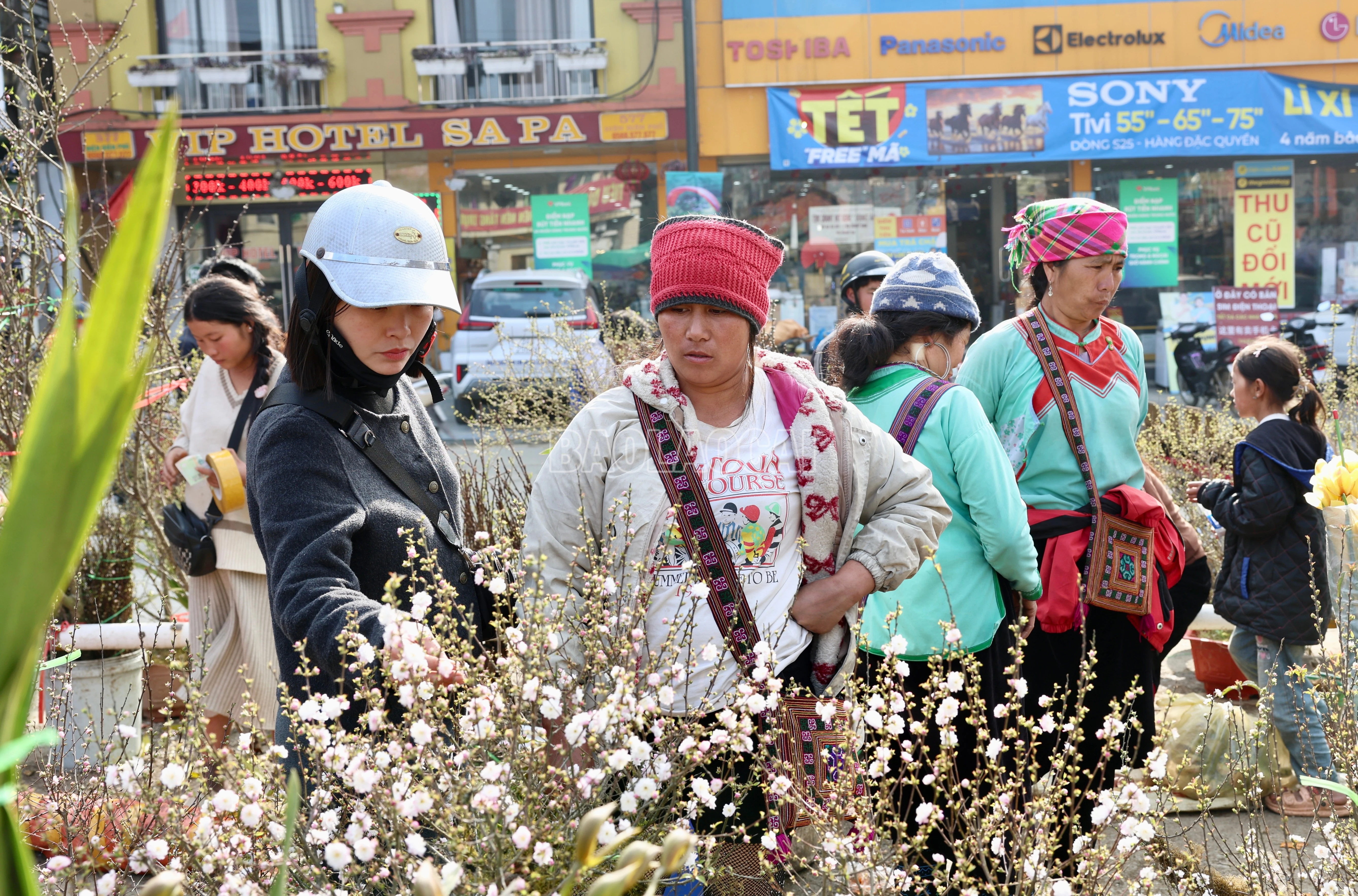 baolaocai-c_900a2601.jpg