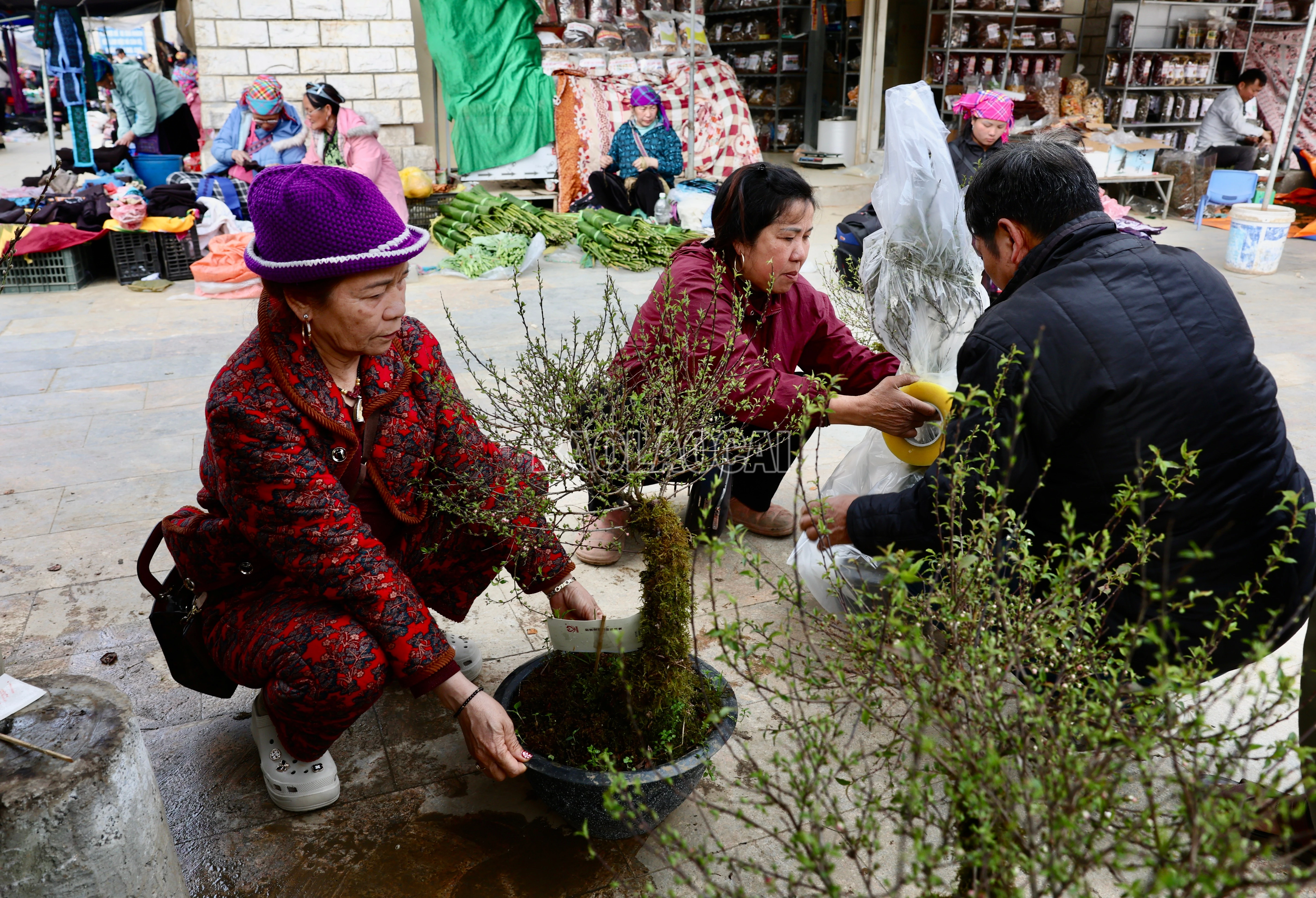 baolaocai-c_900a2743.jpg