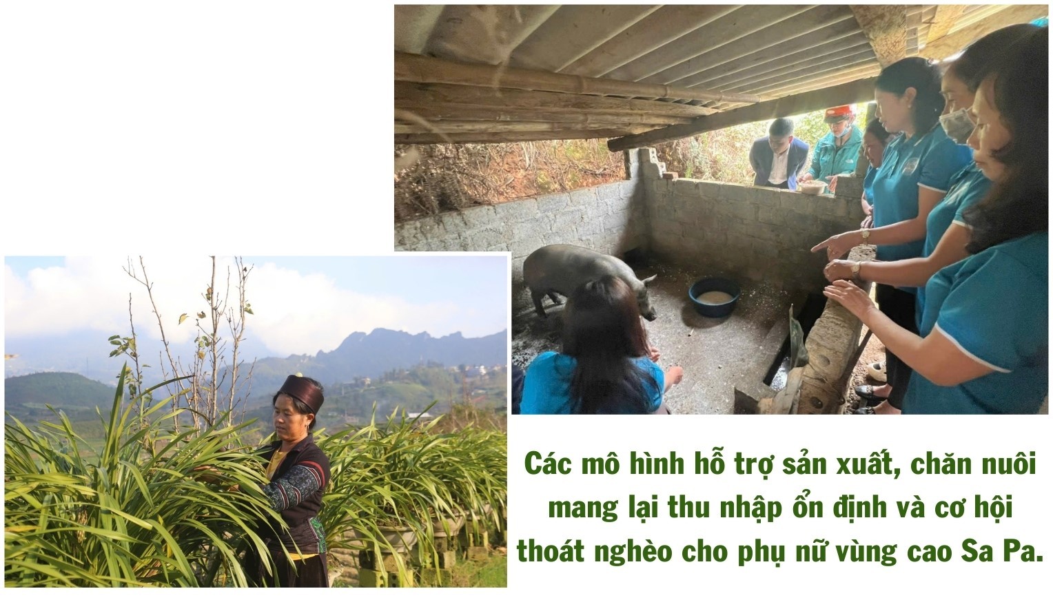 ngo-thu-nhap-bap-benh-trong-khi-chuoi-bi-benh-khien-gia-dinh-anh-ho-gap-kho.jpg