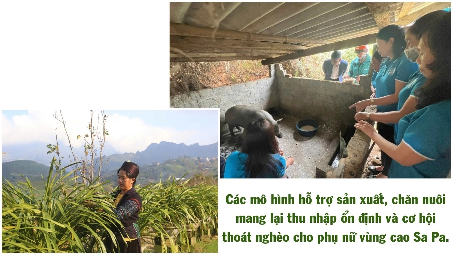 ngo-thu-nhap-bap-benh-trong-khi-chuoi-bi-benh-khien-gia-dinh-anh-ho-gap-kho.jpg