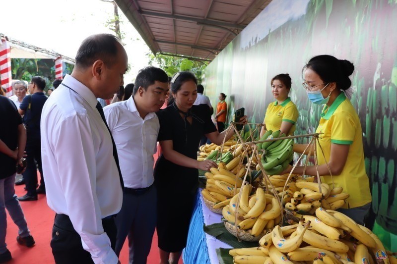 Chuối là một trong những mặt hàng trái cây có nhiều tiềm năng xuất khẩu sang Nhật Bản. xk-nb-9590.jpg