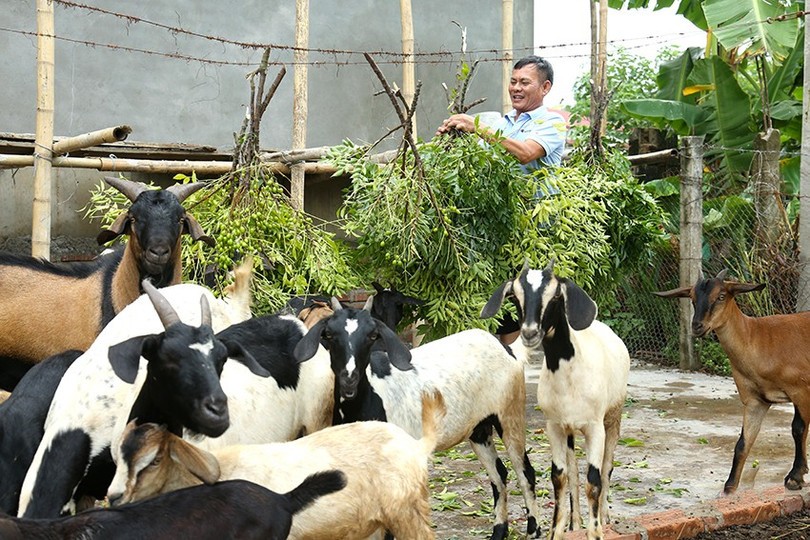 Gia đình ông Lê Văn Hùng ở thôn Xuân An 11, xã Nghi Xuân nuôi dê chăn thả cho thu nhập cao. de-1.jpg